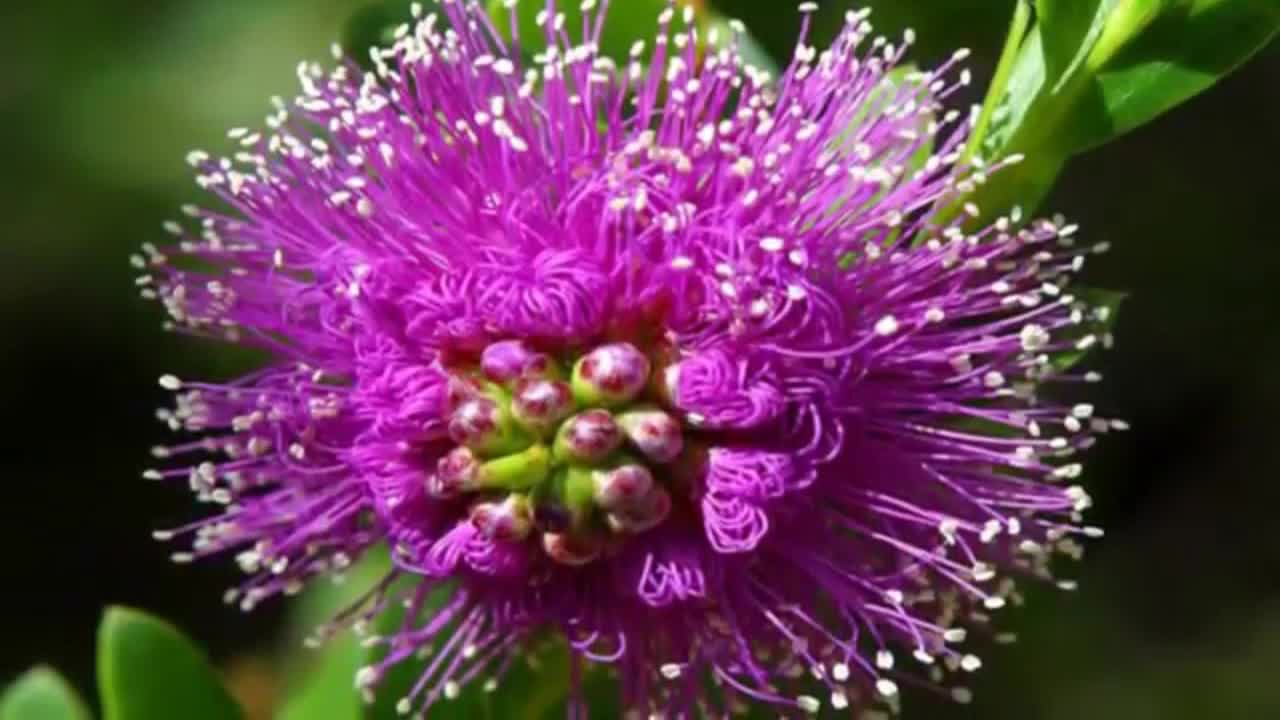 looking at the flowers