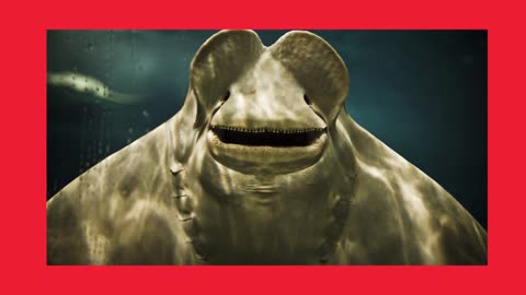 Weird ...ss Animals