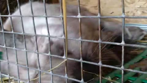 Bunny pretended to be dead, but could not deceive me.