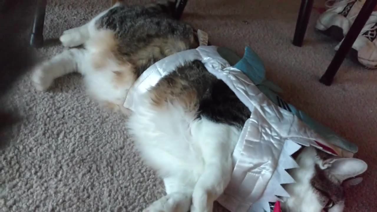 Ping Pong being attacked by shark Napoleon does nothing to help