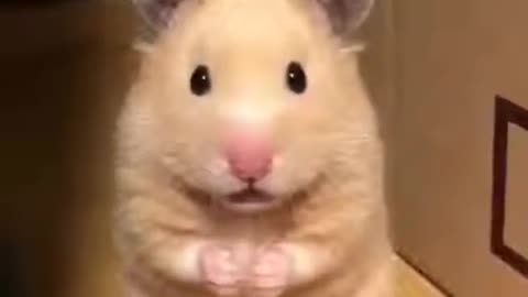 Cute guinea pig 🐷 getting scared. #cute reaction