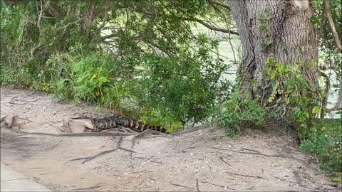 Alligators Cross Through Alligator Alley