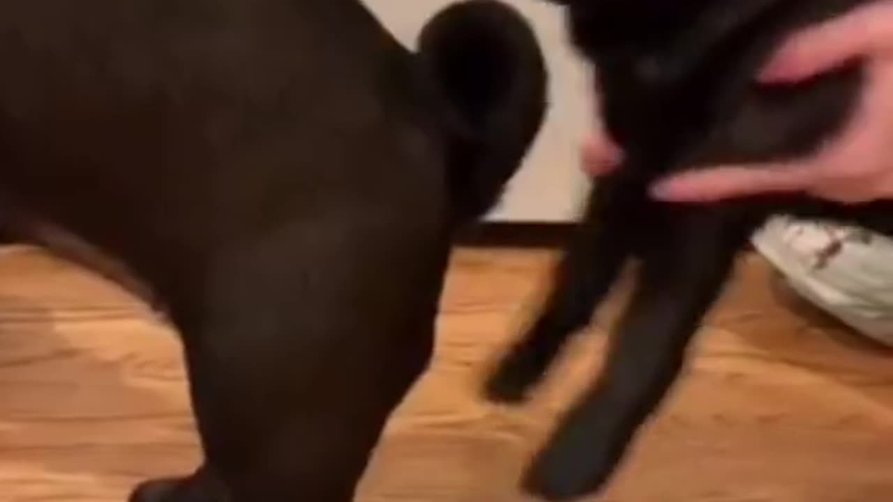 The Ultimate Funny Pet Compilation! 🐶🐱🤣