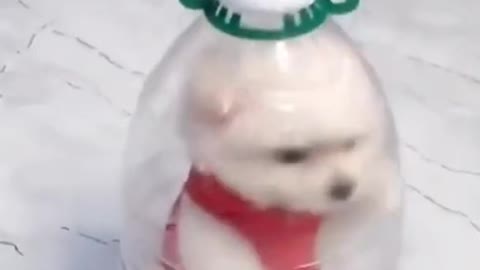 cute dog gets stuck in bottle