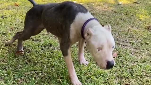 Skinny pittie found curled up in the woods is gorgeous now
