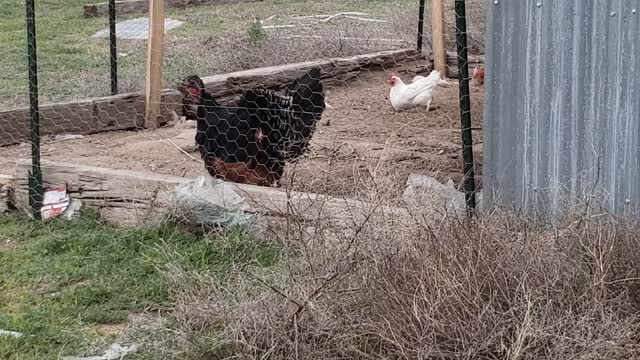 Turkey named Judy