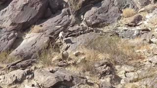 Watching Bighorn Sheep