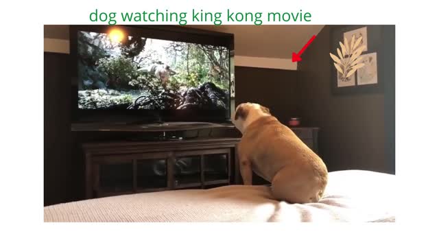 Reaction of the Dog While Watching the King Kong Movie