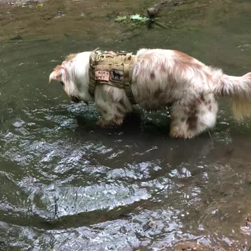 Playful puppy has a blast in the water