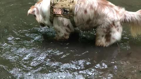 Playful puppy has a blast in the water