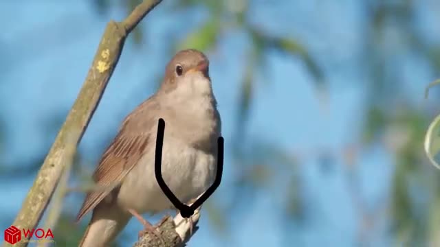 Singing birds with duck playing dr. - Entertaining🤩🤩