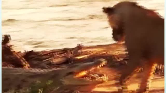 These animals are unstop-able!
