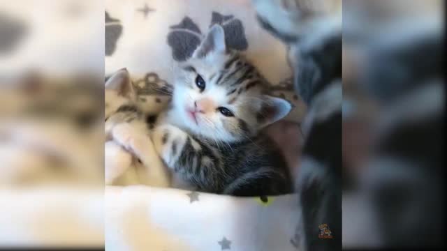 Cat reaction 💕💞💖