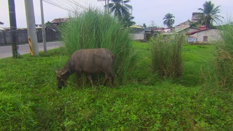 Carabao (Water Buffalo)