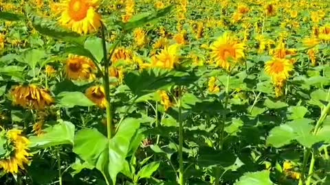 Sunflowers are smiling