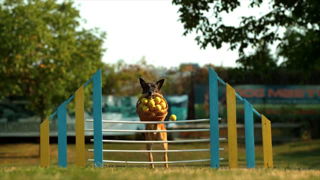 Dog taking leap of faith with a basket full of balls