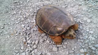 Snapping Turtle Attacks