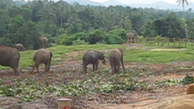 Elephants at Pinnawala, Sri Lanka - Video 1