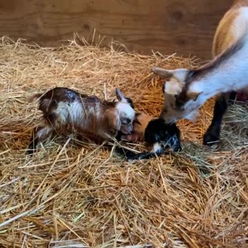 Baby Goats Just Born