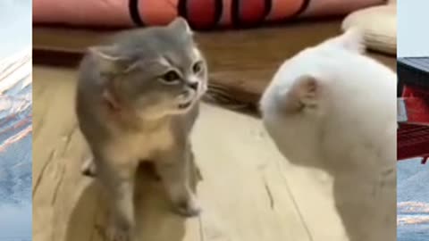 gataquerovc