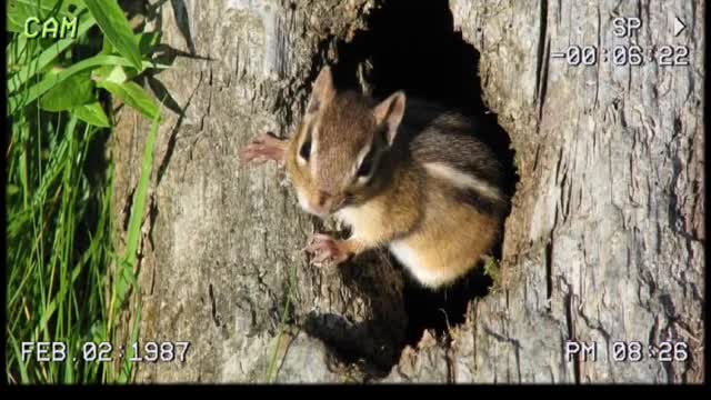 It's a chipmunk.