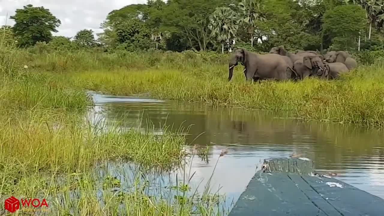 Amazing Elephant Save Baby Elephant From Crocodile Hunting | Animals Hunt fails Crocodile hunting