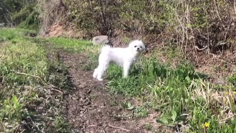 Puppy playing in the grass 2