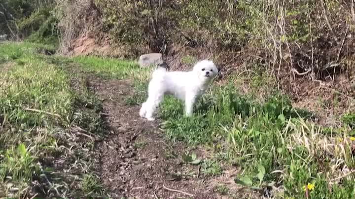 Puppy playing in the grass 2