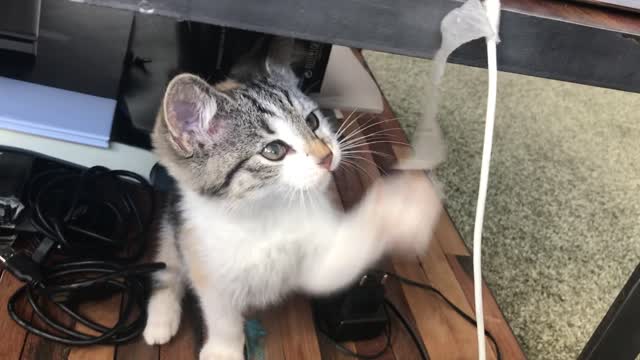 A White Nice Cat Playing With Tape