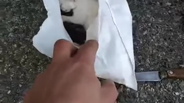Kittens about to be crushed in trash truck compactor saved by sanitation workers