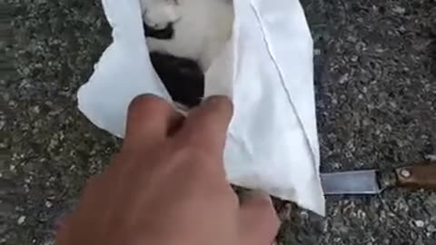 Kittens about to be crushed in trash truck compactor saved by sanitation workers