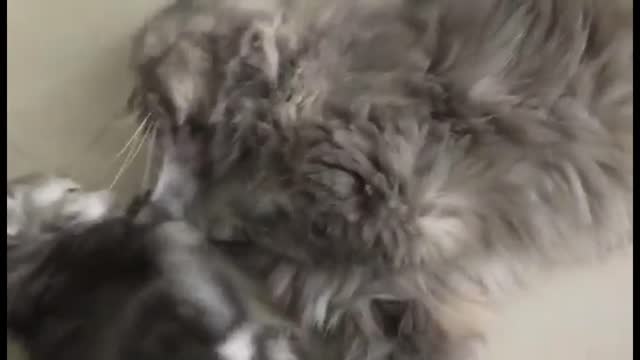 Funny cats playing clover and her kitten