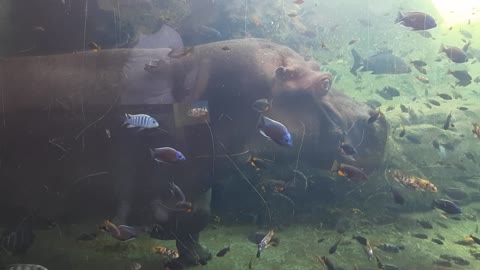 The first time we saw a hippo! The children are happy!