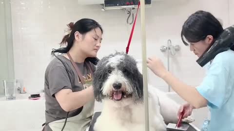 Take the dog to take a bath today