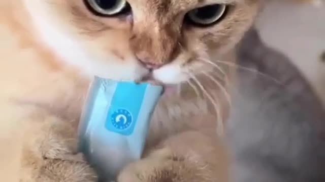 Cat funny video part-59