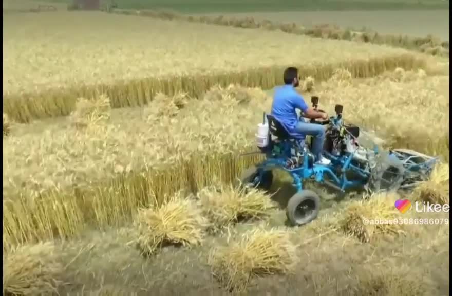 Leatest wheat crop