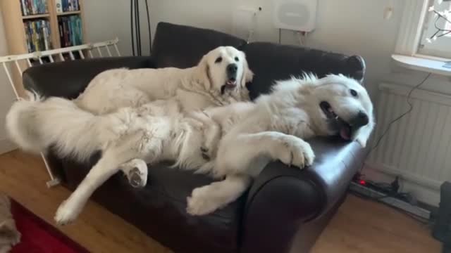 Polish Tatra Shepherd Dog - discussion on sofa.