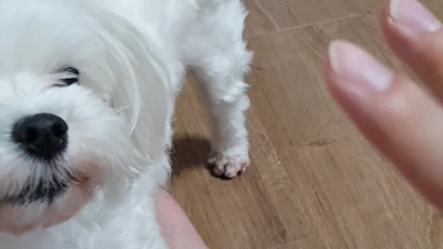 The cute Maltese is playing with his master