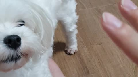 The cute Maltese is playing with his master