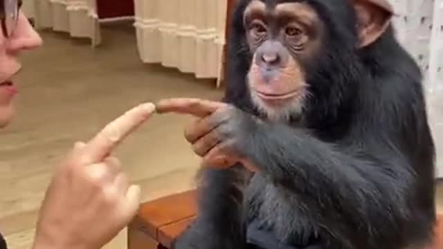 Monkey showing some love with a fist bump