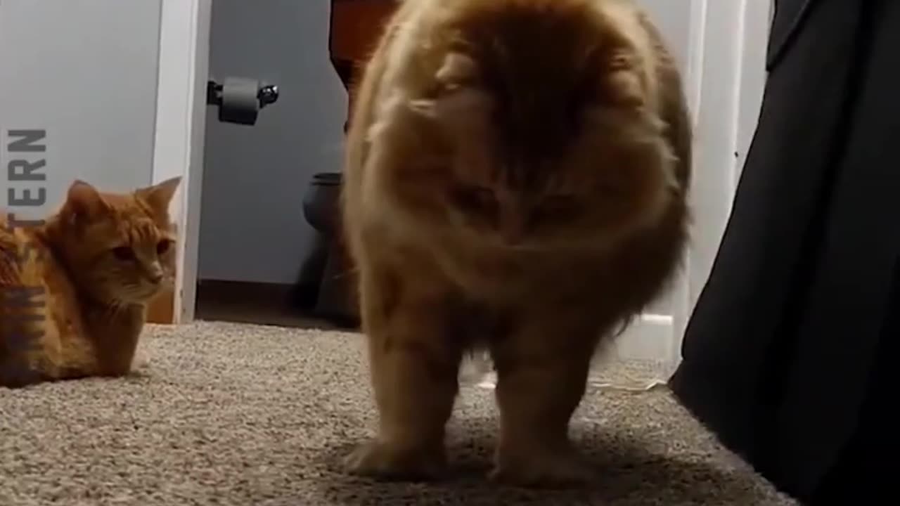 @countdown @funny @cats @viralvideo@viraltiktok@funnyvideos@cat@javedansari6024