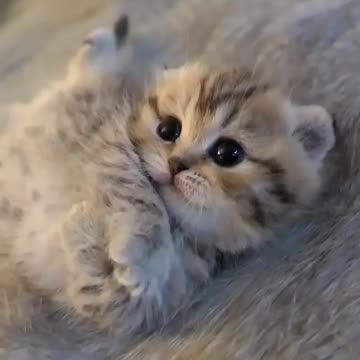 Love for cats♥️🤯🤯