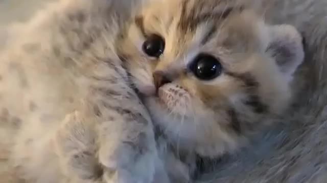 Love for cats♥️🤯🤯