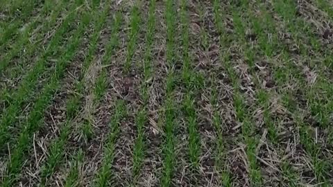 Winter wheat