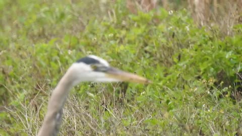 Pissed off bird watching alligator eating all his fish. Nikon P900