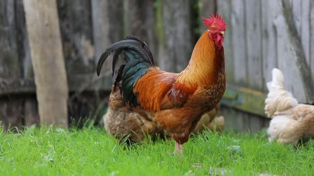 Rooster Crowing Compilation Plus - Rooster crowing sounds Effect 2022