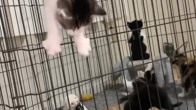 Prison Break Kitten Version | Adorable Pets