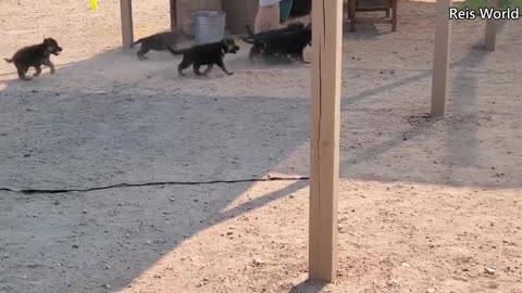 German shepherd puppies play around with dad