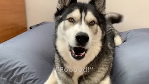 SIBERIAN Husky Insists He's Human! mp4