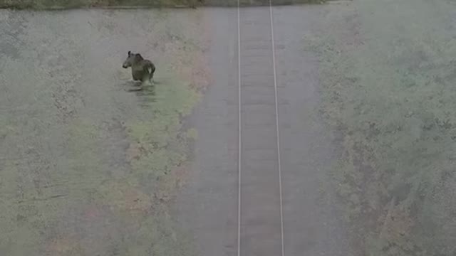 Moose Fights Off Wolf in Lake